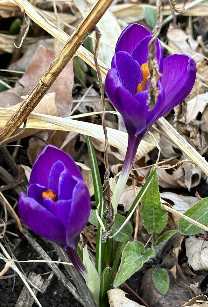 Spring is here – Places Unknown and Everything Else